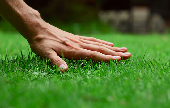 close-up of a hand touching grass
