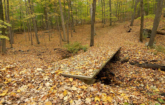 forest stream bridge covered in leaves