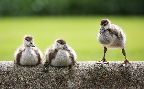 Young ducklings sitting on a wall